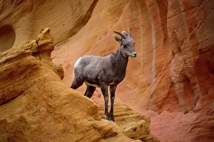 Mojave: Desert bighorn sheep (Ovis canadensis nelsoni)