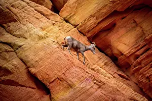 Mojave: Desert bighorn sheep (Ovis canadensis nelsoni) climbs
