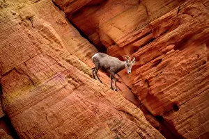Mojave: Desert bighorn sheep (Ovis canadensis nelsoni) climbs