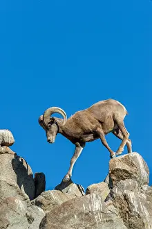 Bighorn: Desert Bighorn Sheep ram (Ovis canadensis nelsoni)