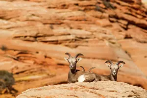 Zion: Desert bighorn sheep in Zion National Park