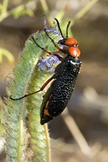 Mojave: Desert Blister Beetle