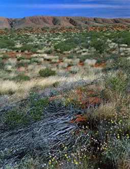 Senecio: Desert in bloom - with Annual yellowtop (Senecio