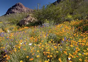 Lupins: Desert in bloom - Mexican poppies, lupins (Lupinus