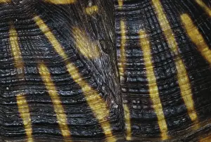 Rings: Desert Box Turtle Shell