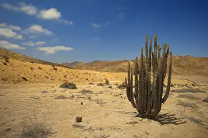 Atacama: Desert - with cactus Pan de Azucar National Park - Chile