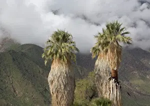 Filifera: Desert / Californian Fan Palms