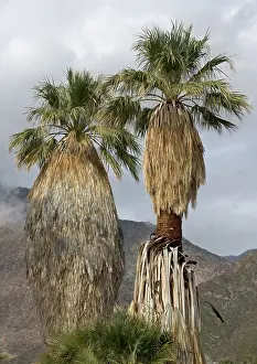 Filifera: Desert / Californian Fan Palms