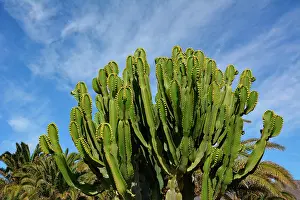 Candle: Desert Candle (Euphorbia acrurensis), lanzarote