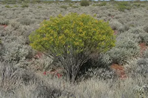 Cassia: Desert Cassia