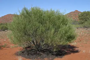 Cassia: Desert Cassia - Typical arid land shrub