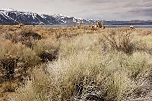 Mono: Desert Chaparral around Mono Lake, Lee Vining, in winter