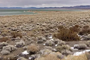 Mono: Desert Chaparral around Mono Lake, Lee Vining, in winter