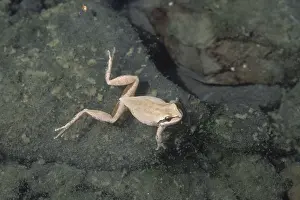 Chorus: Desert Chorus Frog