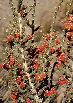 Cylindropuntia: Desert Christmas Cactus - in fruit, winter