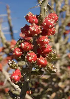 Cylindropuntia: Desert Christmas Cactus - in fruit, winter