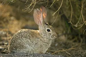 Sylvilagus: Desert Cottontail