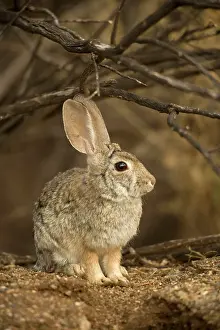 Sylvilagus: Desert Cottontail