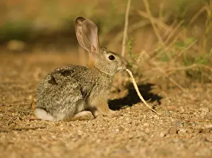 Sylvilagus: Desert Cottontail