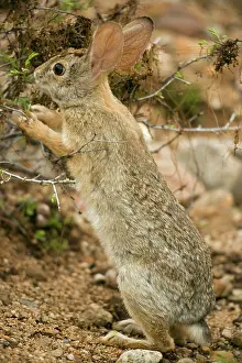 Sylvilagus: Desert Cottontail