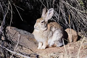 Sylvilagus: Desert Cottontail