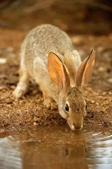 Audubonii: Desert Cottontail - Drinking from temporary pool