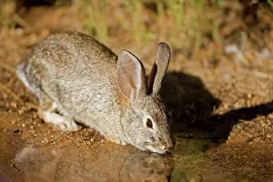Sylvilagus: Desert Cottontail - Drinking from temporary pool