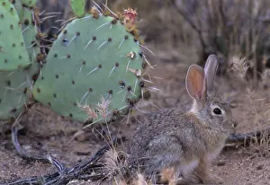 Audubonii: Desert Cottontail Rabbit