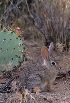 Audubonii: Desert Cottontail Rabbit