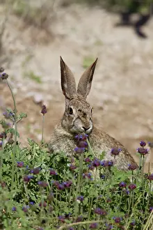 Audubonii: Desert Cottontail Rabbit