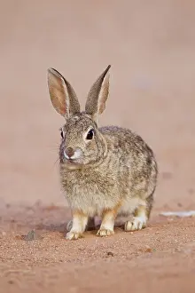 Audubonii: Desert Cottontail Rabbit