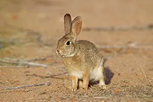 Audubonii: Desert Cottontail Rabbit