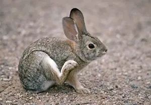 Audubonii: Desert Cottontail Rabbit - Scratching with hind-leg