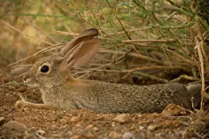 Sylvilagus: Desert Cottontail (Sylvilagus auduboni) - Arizona-Sonoran de