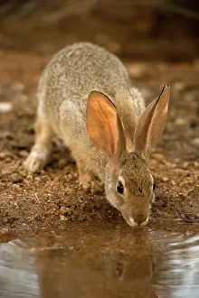Sylvilagus: Desert Cottontail-Sylvilagus auduboni-Arizona-Sonoran desert