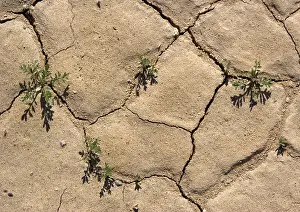 Cress: Desert Cress Seedlings - growing in cracks after winter rain