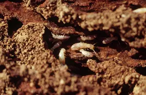 Joshua: Desert Dampwood Termites