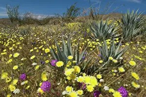 Verbena: Desert Dandelions in spring