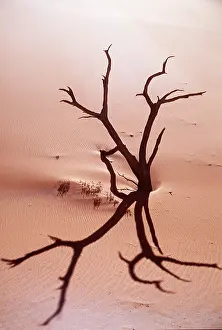 Arty: DESERT - dead tree and sand dunes