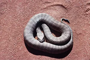 Coiled: DESERT DEATH ADDER