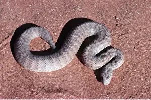Adders: DESERT DEATH ADDER