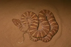 Pyrrhus: Desert Death Adder (Acanthophis pyrrhus)