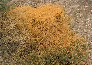 Denticulata: Desert dodder, parasitising white bur-sage or burro