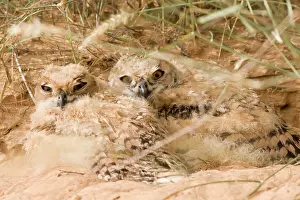 Approximately: Desert Eagle Owl - chicks approximately seven weeks old