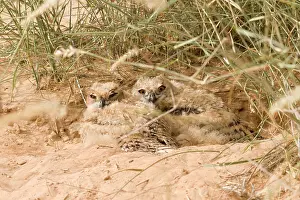 Approximately: Desert Eagle Owl - chicks approximately seven weeks old
