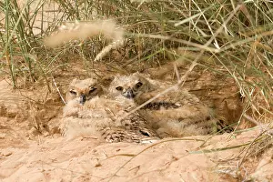 Approximately: Desert Eagle Owl - chicks approximately seven weeks old