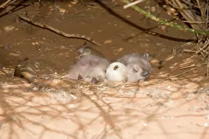 Approximately: Desert Eagle Owl - chicks approximately one week