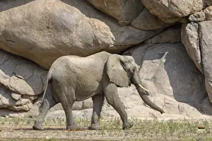 Nosed: Desert elephant (Loxodonta africana) in the Hoarusib