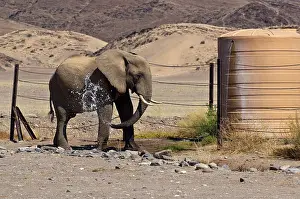 Tank: Desert elephant - spraying itself with water at