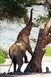 Hoanib: Desert elephants have a difficult life, in Hoanib River they